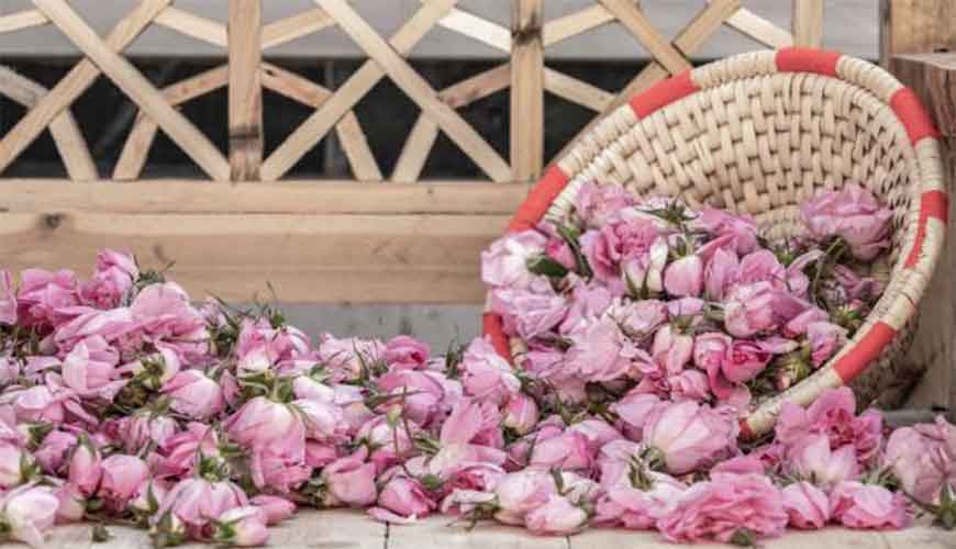 گل محمدی کم پر با شکوفه های ظریف و عطر طبیعی مناطق بکر